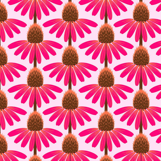 LOVE ALWAYS, AM Echinacea maraschino