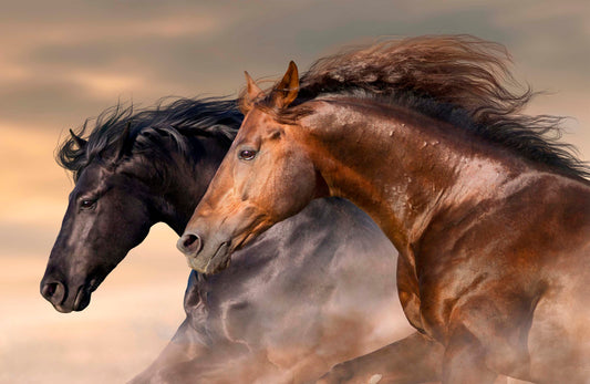 MAVERICK Closeup Mustang Panel 42"x28"