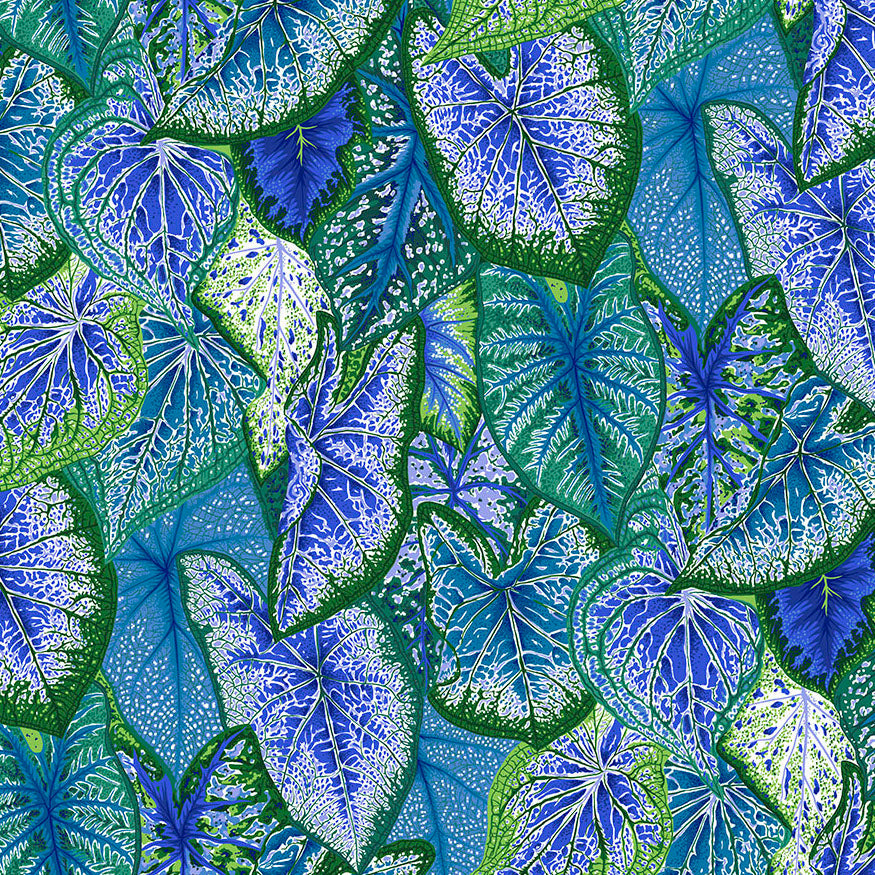 CALADIUMS blue