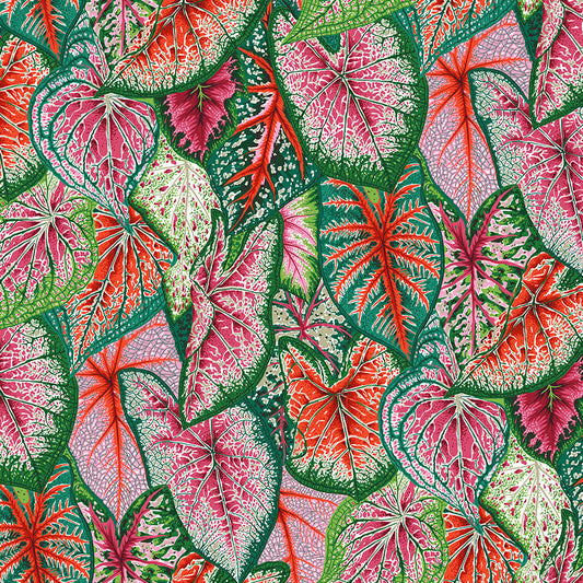 CALADIUMS bright