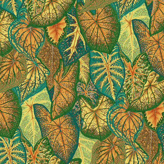 CALADIUMS gold