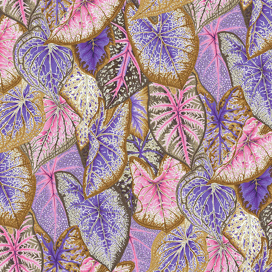 CALADIUMS pastel
