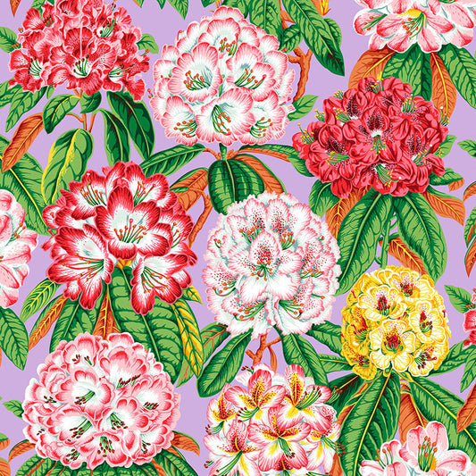 RHODODENDRONS lavender