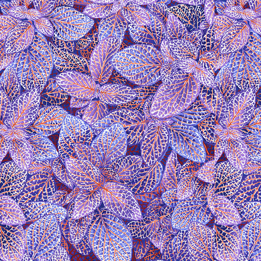 FITTONIA blue