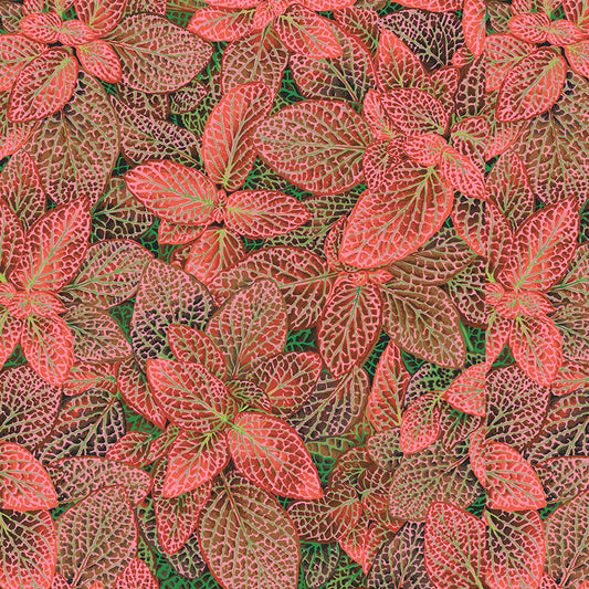 FITTONIA red