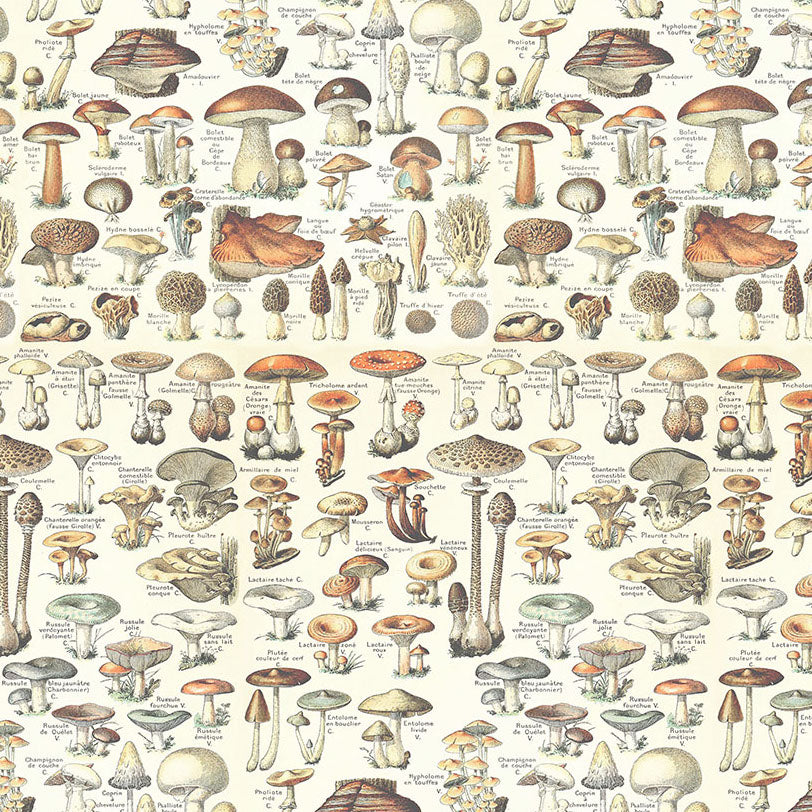 Palette Orange Toadstools