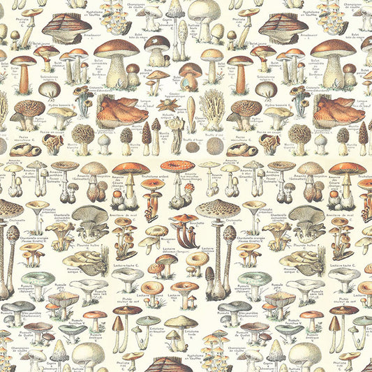Palette Orange Toadstools