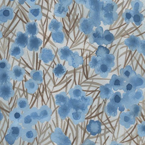 AUSTRALIAN Wax Flowers blue