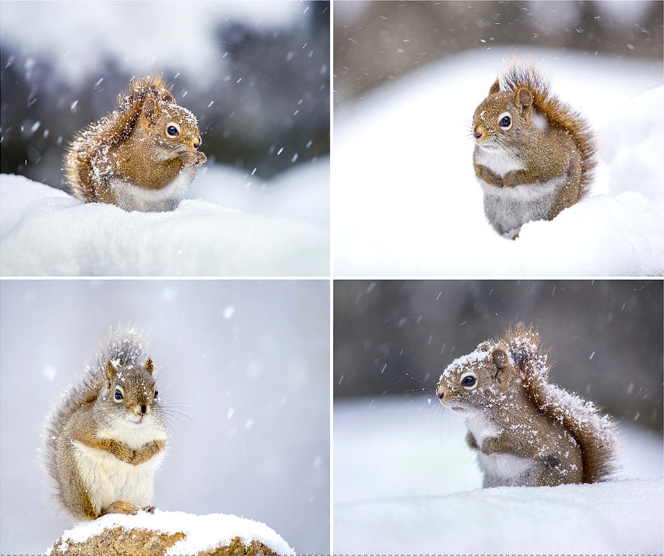 THE SECRET LIFE OF SQUIRRELS Nancy Rose