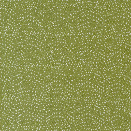 WOODLAND WONDER Angle Tangle fern