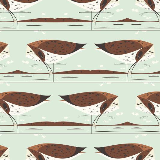 COASTAL Curlew