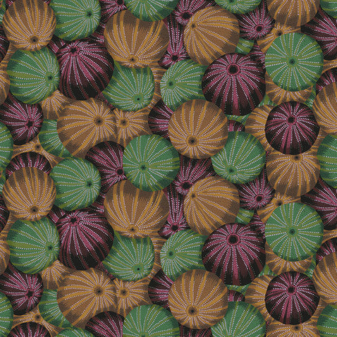 SEA URCHINS antique