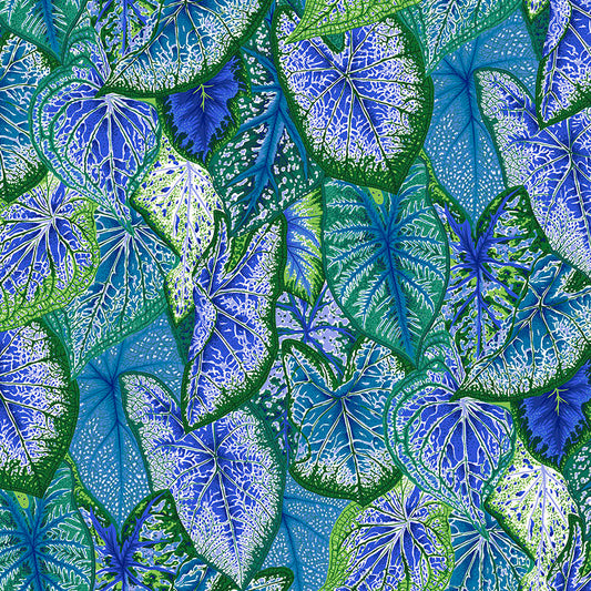 CALADIUMS blue