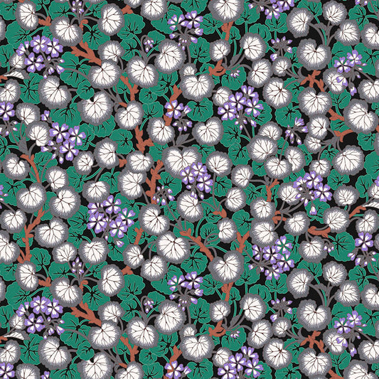 CLIMBING GERANIUMS black