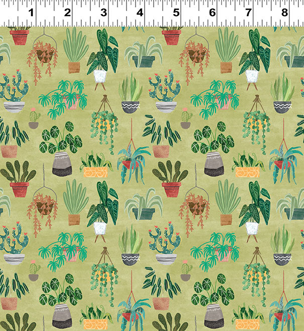 HOMEBODIES Plants olive