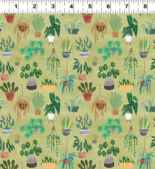 HOMEBODIES Plants olive