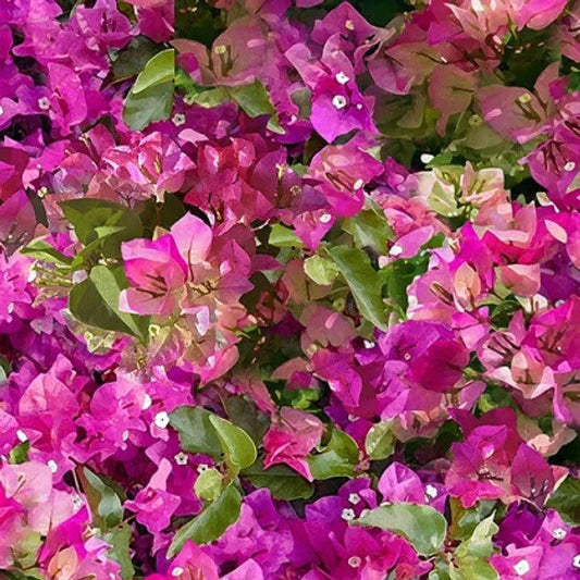 MEDITERREAN ESCAPE Bougainvillea
