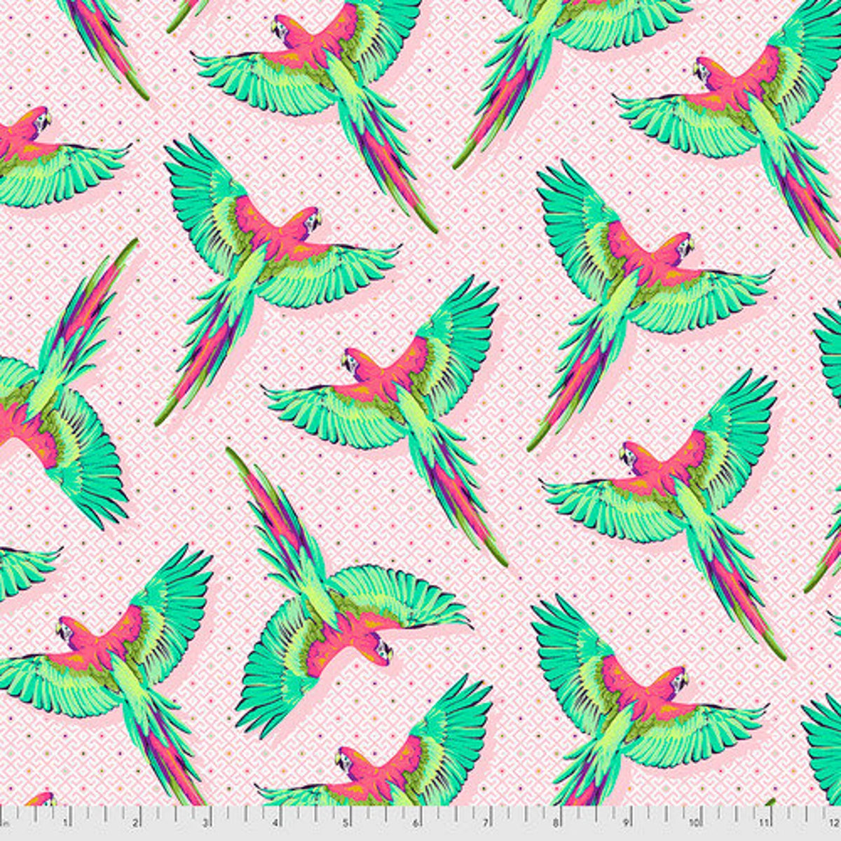 DAYDREAMER Macaw Ya Later dragonfruit
