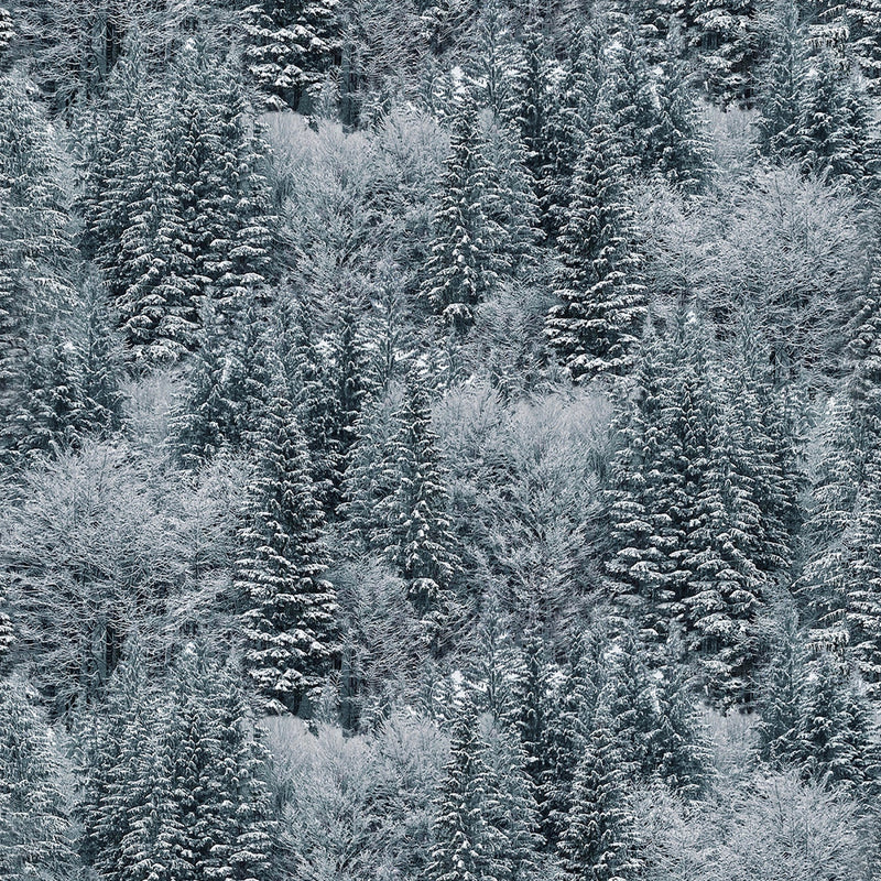 OFF THE GRID Winter Trees storm