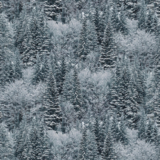 OFF THE GRID Winter Trees storm